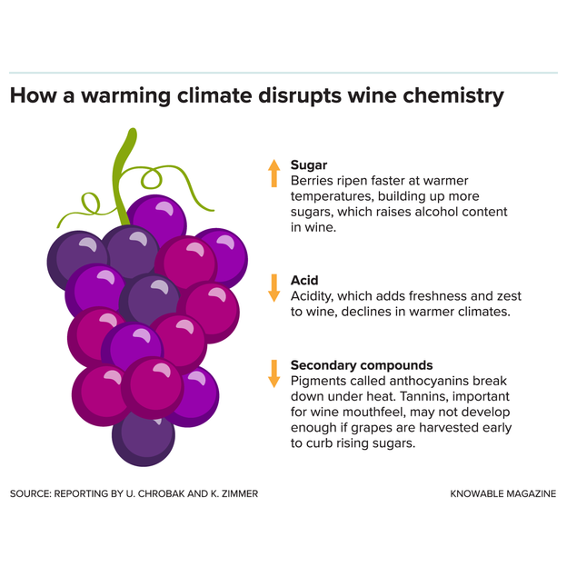 Beyond Terroir: How Climate Change is Forcing Wine Regions to Adapt or Perish